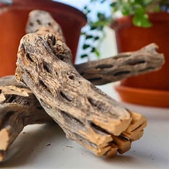 Cholla Wood the Pet MARKET