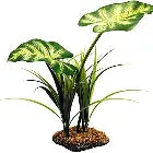 Broadleaf Canopy KOMODO