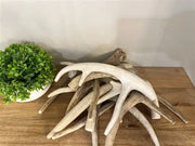 Antler Nova