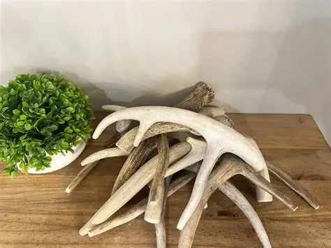 Antler Nova