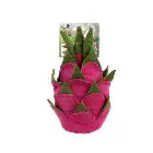 Dig It! Dragon Fruit Snuffle Toy Pet Market