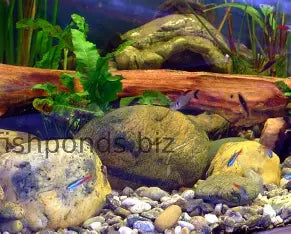 Assorted Rock Pet Market 4.99 per 1 kg