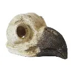 Betta Bird Skull Pet Market