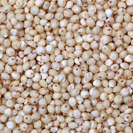 White Millet Bird feed Country Wide