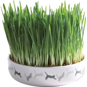 Ceramic Bowl with Cat Grass Pet Market