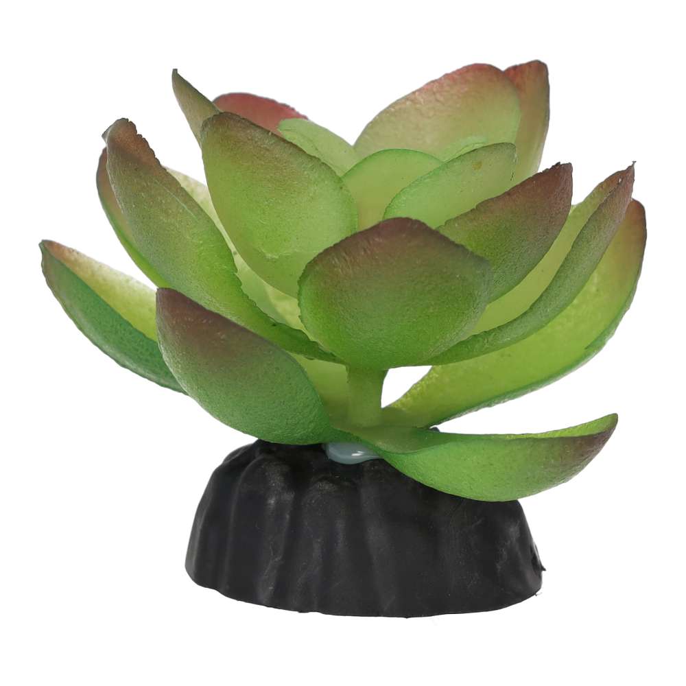 PR Echiveria Plant 10cm PPP210 Pet Market