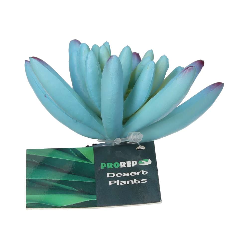 PR Sedum Plant Blue 10cm PPP211 Pet Market