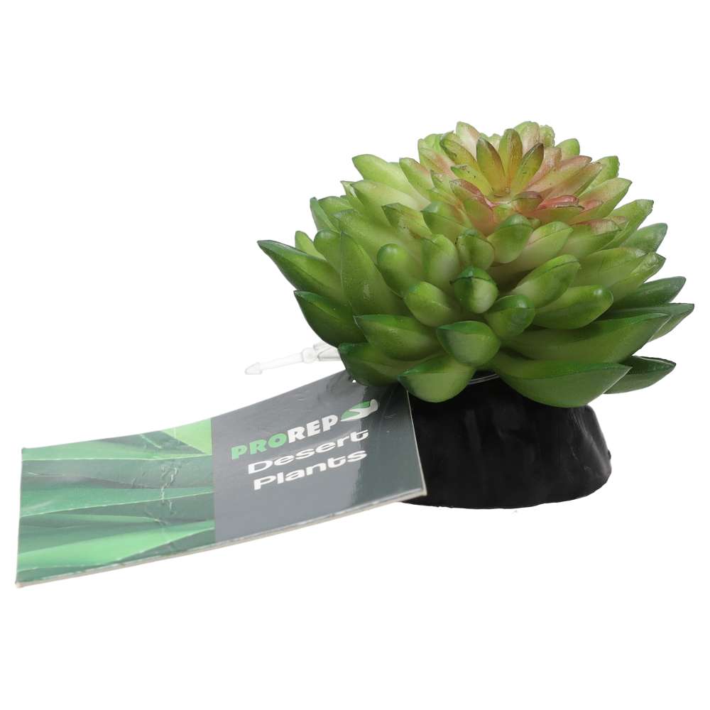 PR E Vanvlietii Plant 10cm PPP212 Pet Market