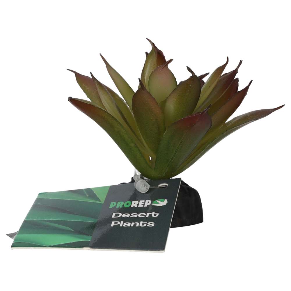 PR Aeonium Plant 10cm PPP213 Pet Market