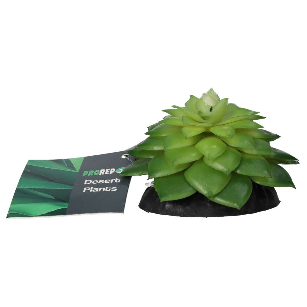 PR E Salsaverde Plant 10cm PPP214 Pet Market