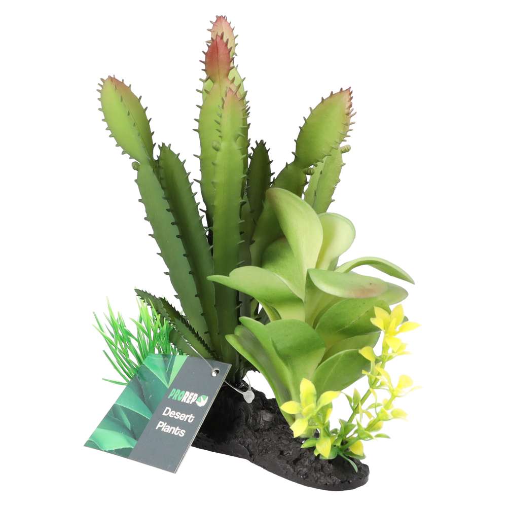 PR Euphorbia Plant on Log 15cm PPP215 Pet Market