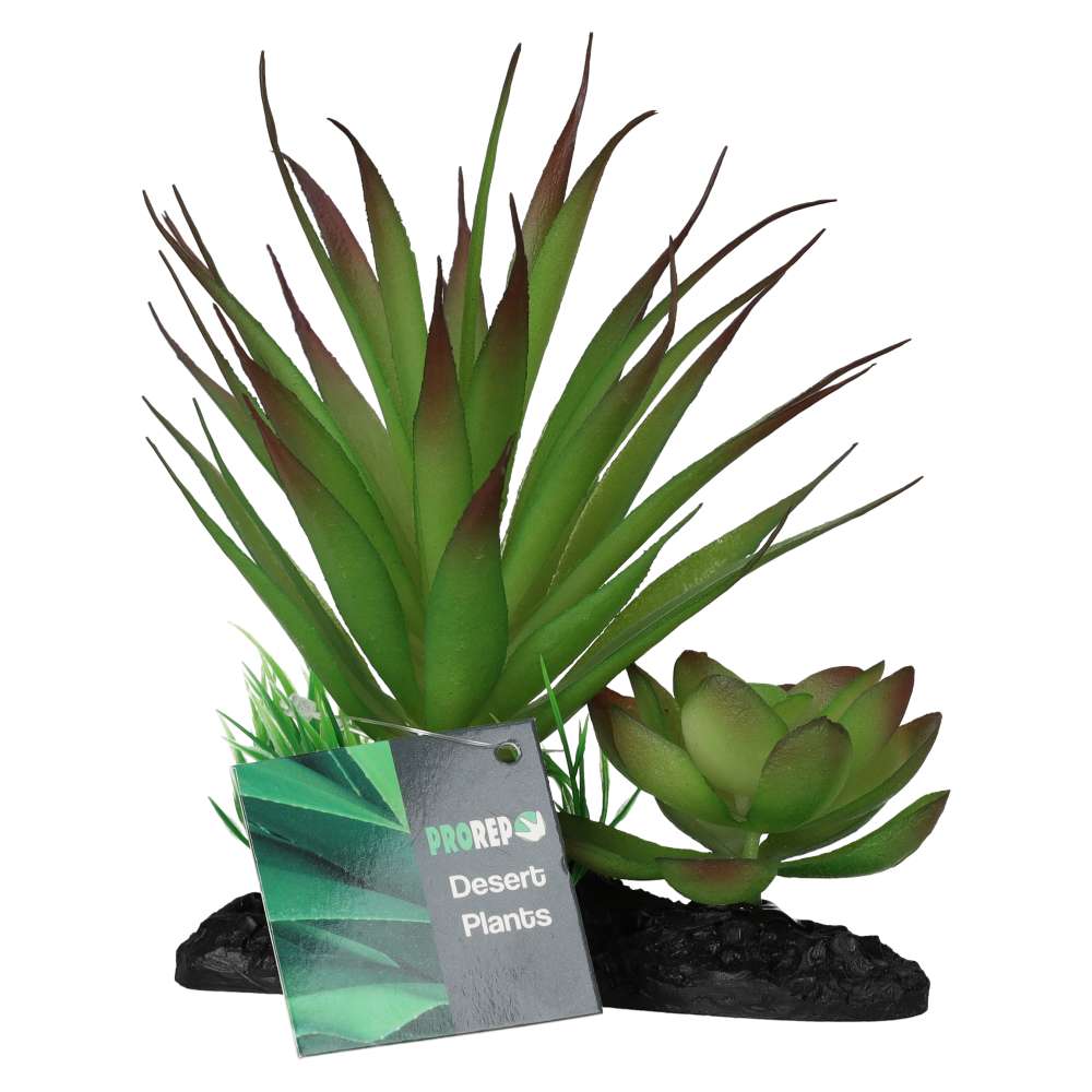 PR Agave Plant on Log 15cm PPP216 Pet Market