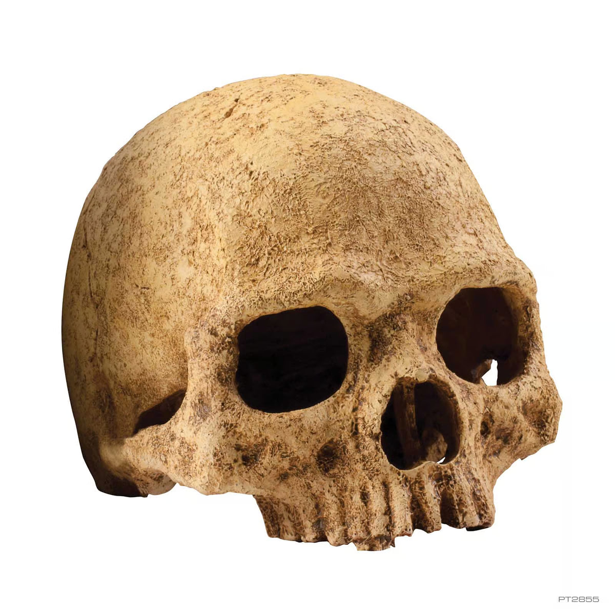 Exo Terra Primate Skull Pet Market