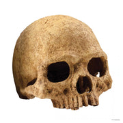 Exo Terra Primate Skull Pet Market