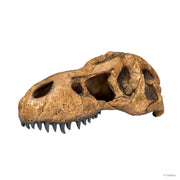 Exo Terra t-rex Skull Pet Market