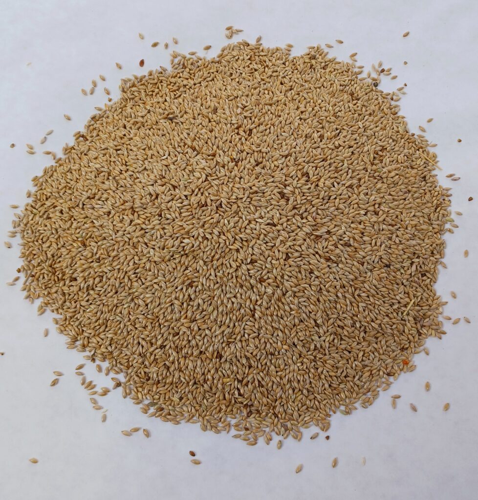 Plain Canary Seed Bird feed Country Wide 2kg