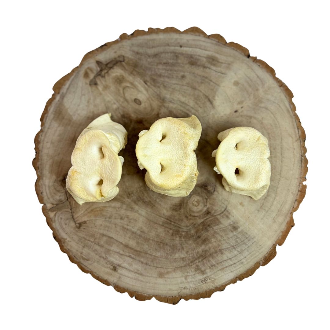 Puffed Pig Snouts XL Dog Treat Nova