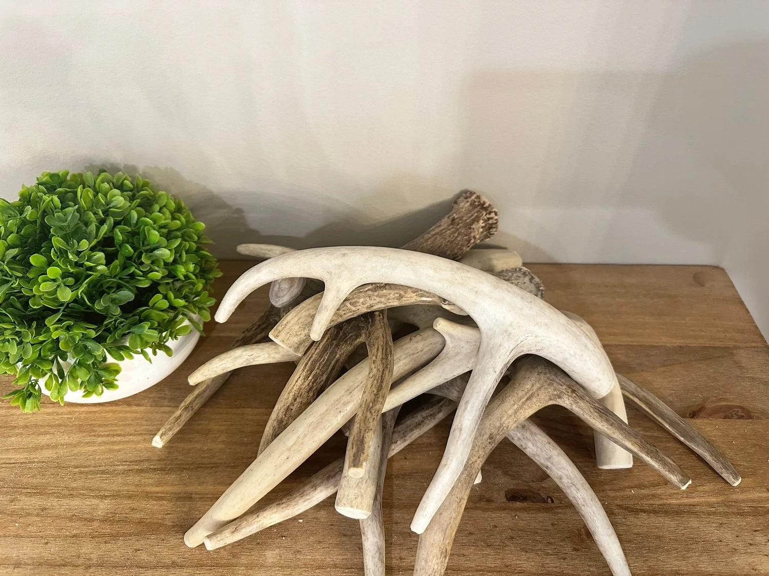 Antler Split Dog Treat Nova