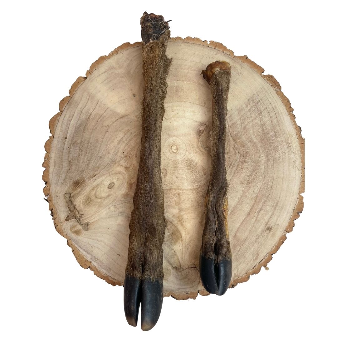 Hairy Deer Leg Pet Market