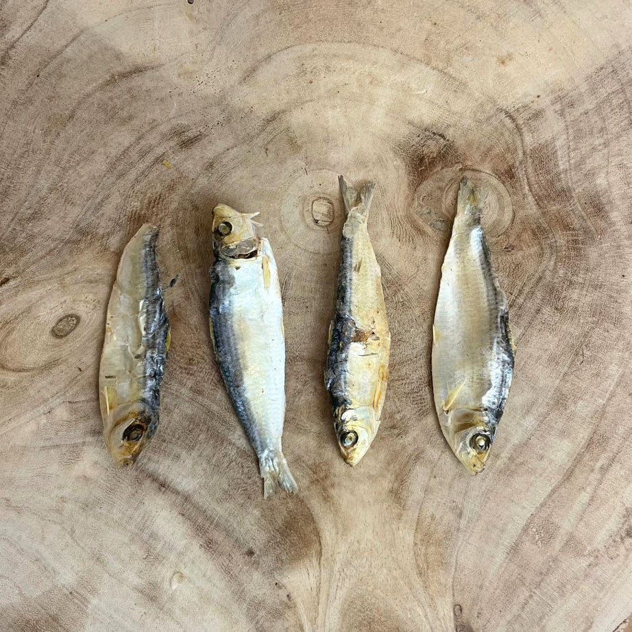 Jumbo sprats, single Nova
