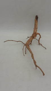 Java Gold Vine Spiderwood 20cm Pet Market