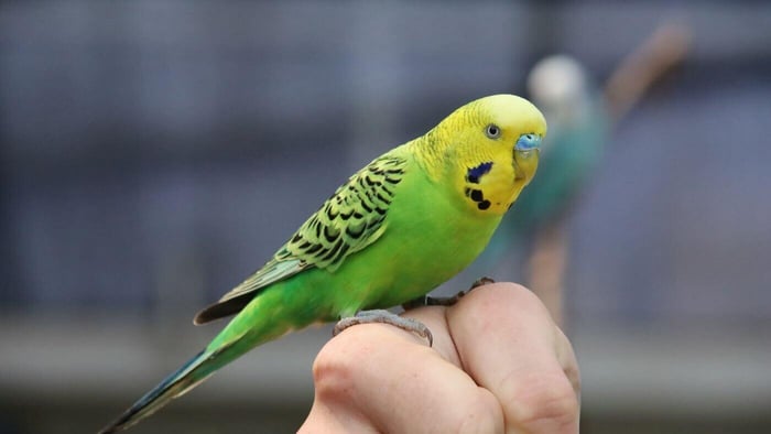 Pet Market