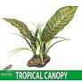 Komodo Tropical Canopy Pet Market
