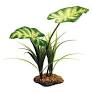 Komodo Broadleaf Canopy Pet Market
