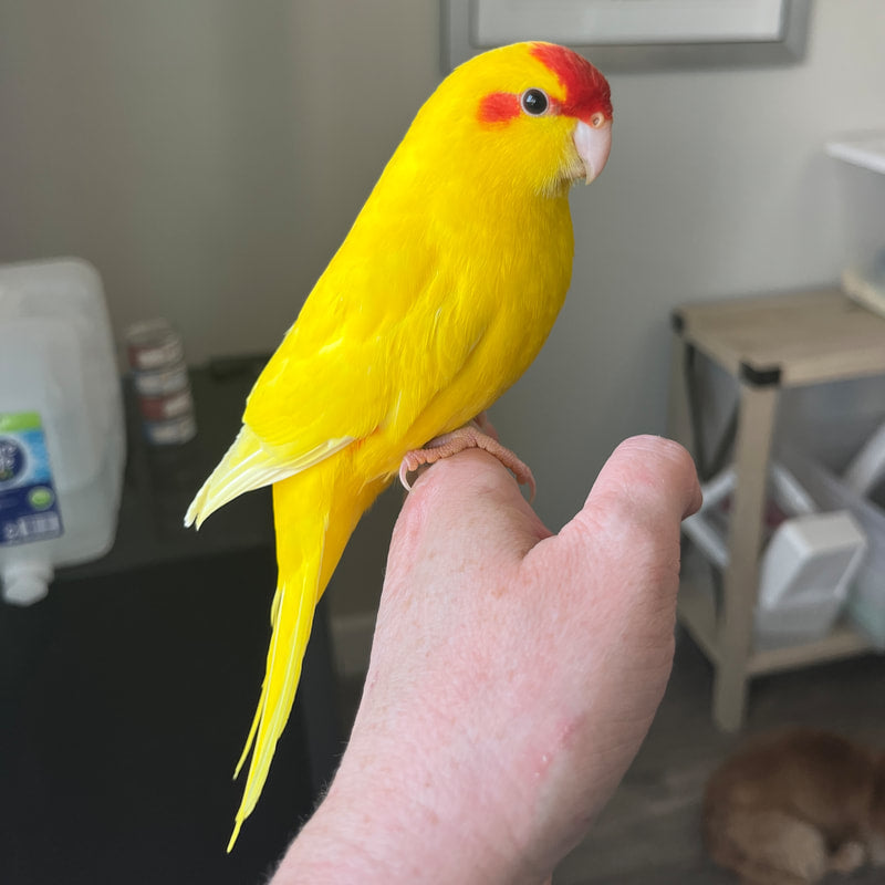 Pet Market