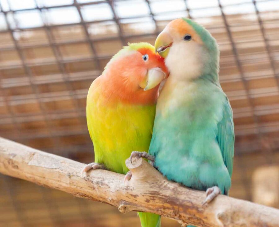 Pet Market