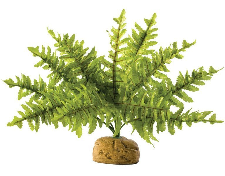 Exo Terra Boston Fern Small
