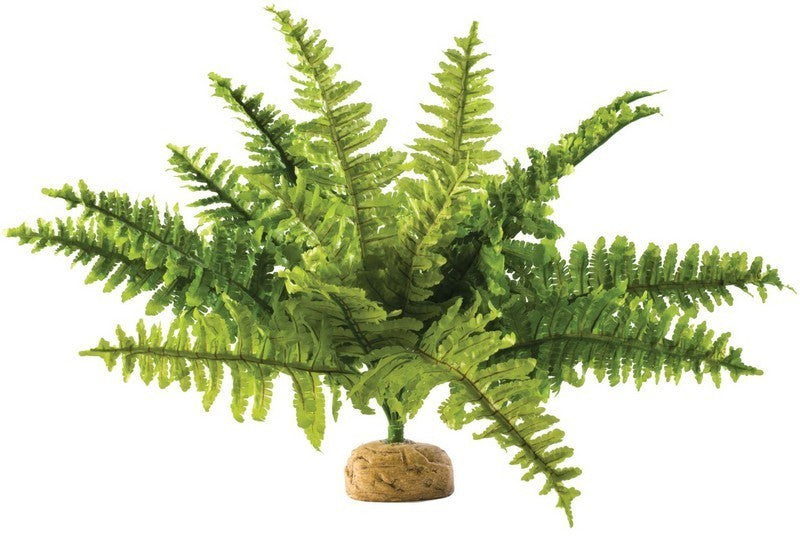 Exo Terra Boston Fern Medium