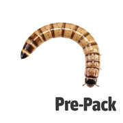 Morio Pre-Pack Live Food Pet Market