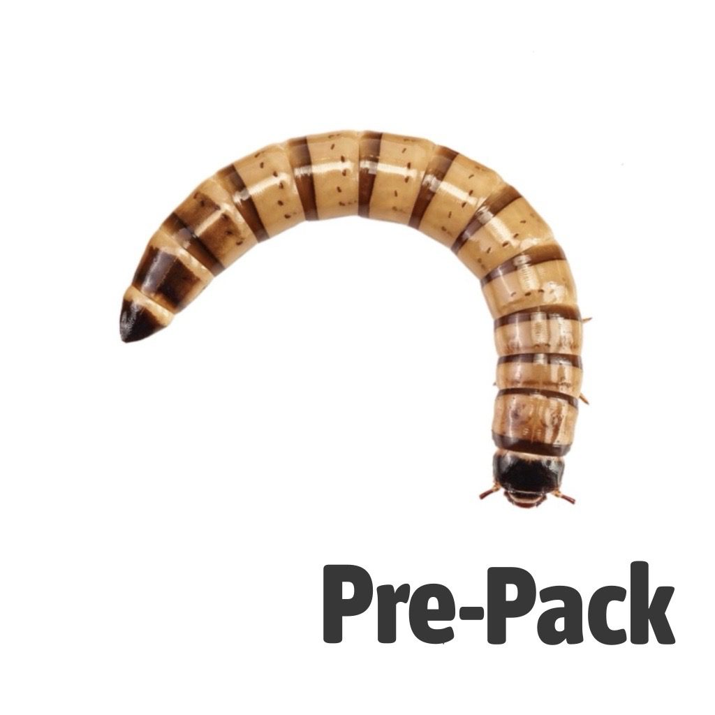 Morio Pre-Pack Live Food Pet Market