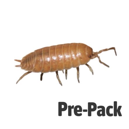 Giant Orange Isopods Pre-Pack Live Food Pet Market