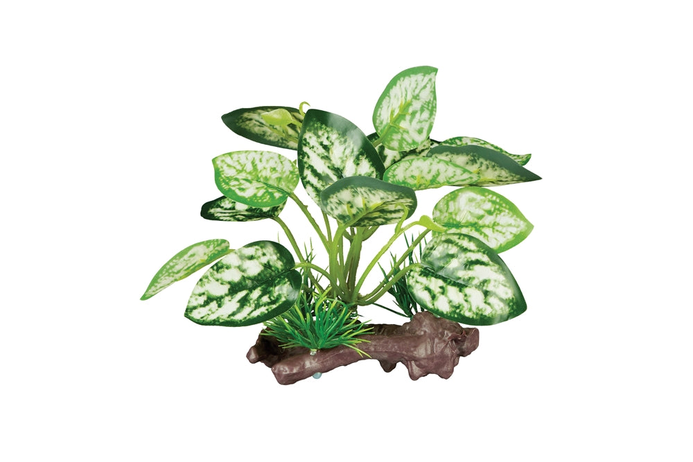 Komodo White Pathos Canopy Pet Market