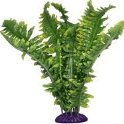 Komodo Boston Fern Pet Market