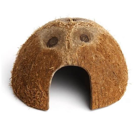 Komodo coconut shell habitat den Pet Market