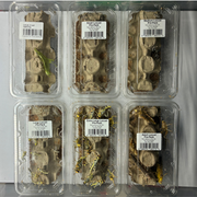 Extra Large Locust Pre-Pack Live Food Pet Market