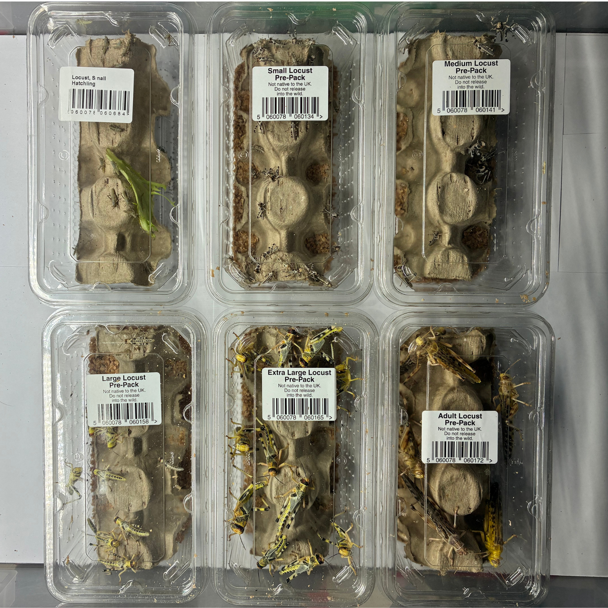 Extra Large Locust Pre-Pack Live Food Pet Market