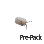 Mini Speckled Isopods Pre-Pack Live Food Pet Market