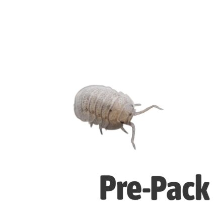 Mini Speckled Isopods Pre-Pack Live Food Pet Market