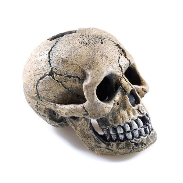 Classic Aquatics Spooky Skull Pet Market