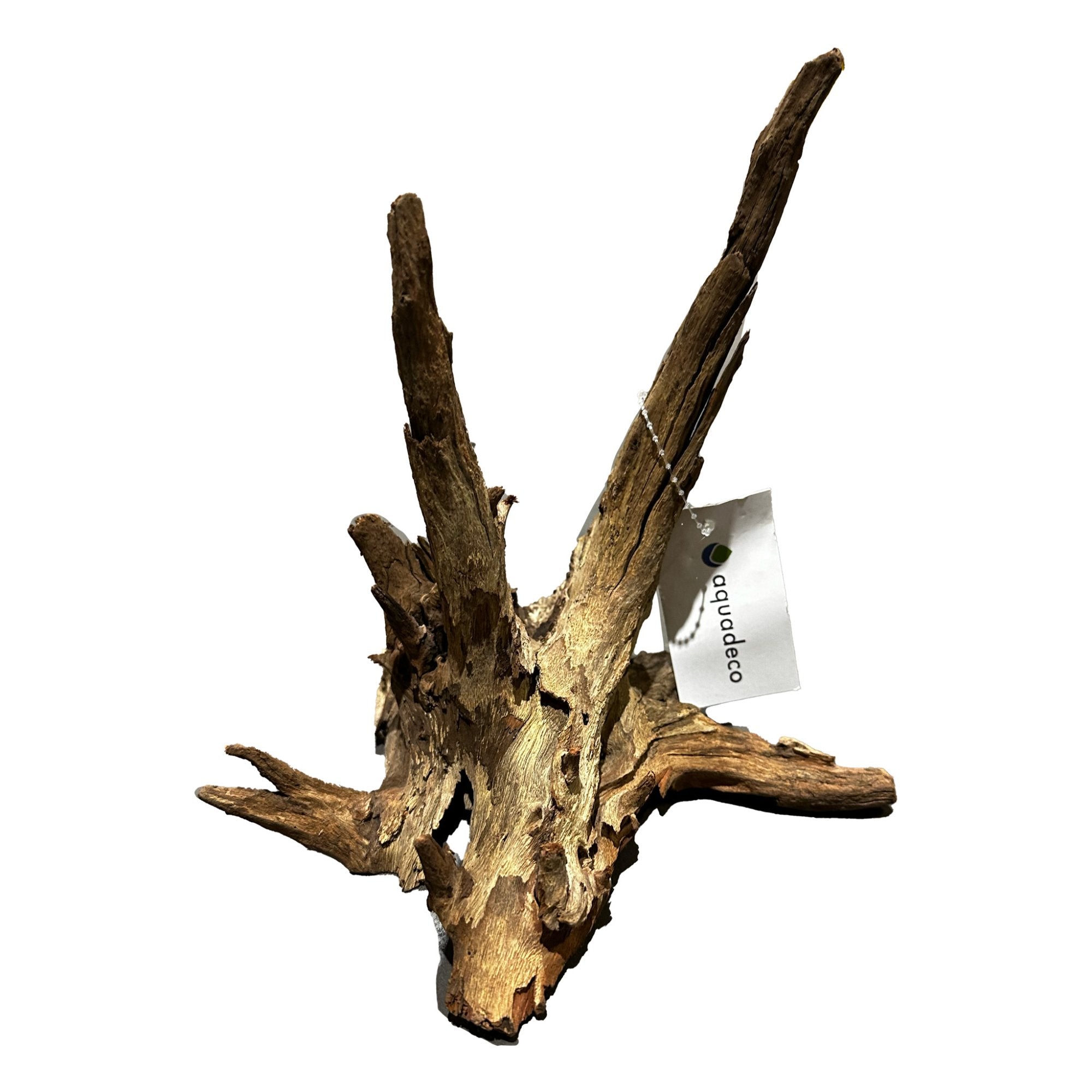 Corbo Root XS 10-20cm per piece Pet Market
