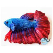 Betta fish plush Pet Market