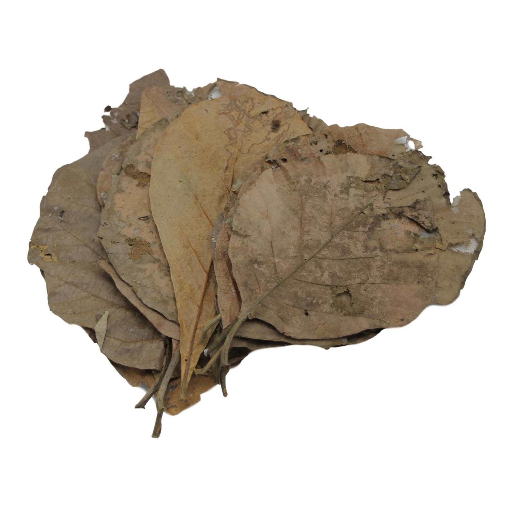 Betta Choice Teak Leaves x10 Pet Market