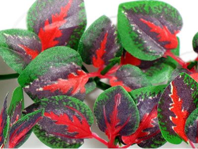 Red Cissus Reptile - Accessories Pet Market