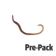 Medium Worms (Dendrobaena) pre-pack 15 Live Food Pet Market