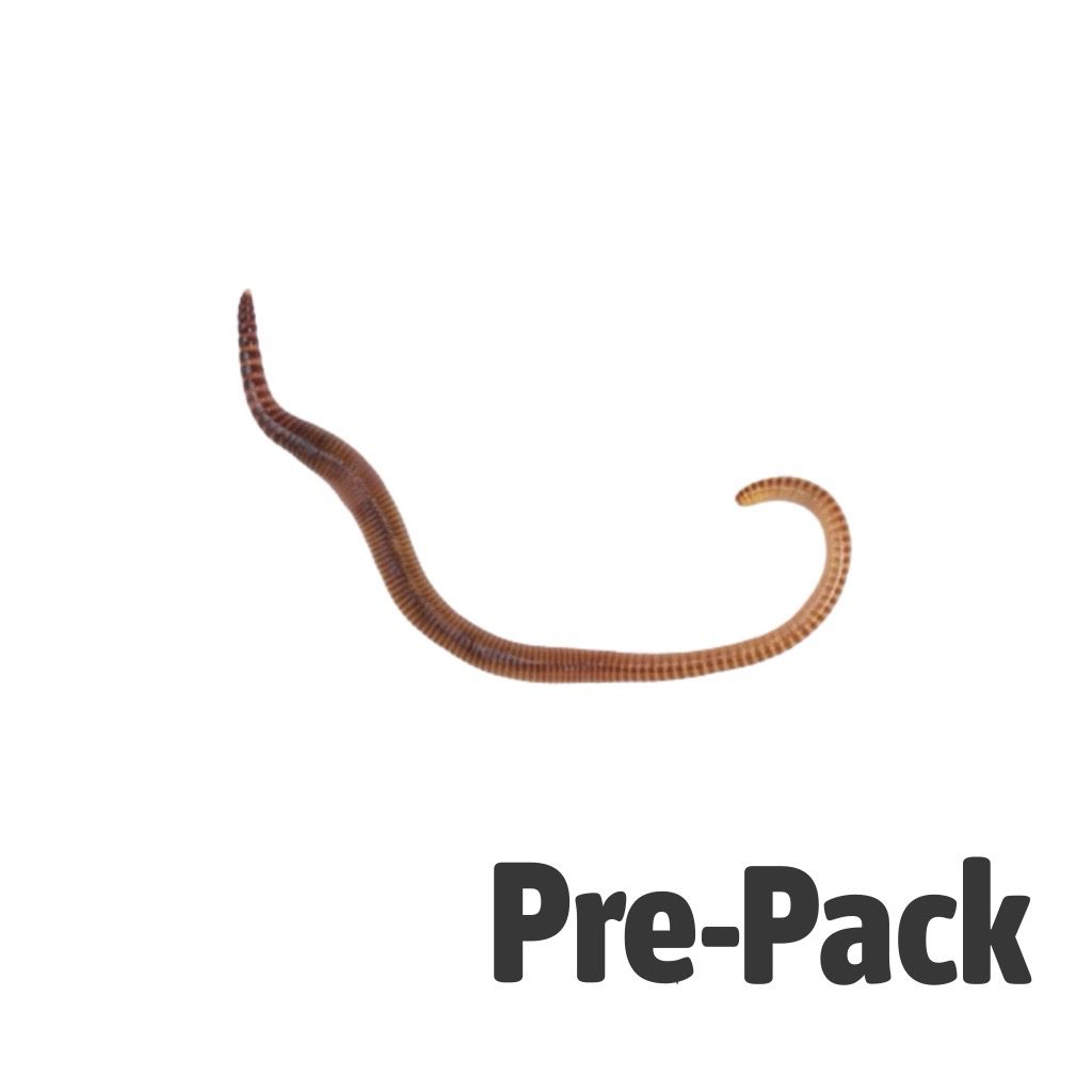Medium Worms (Dendrobaena) pre-pack 15 Live Food Pet Market
