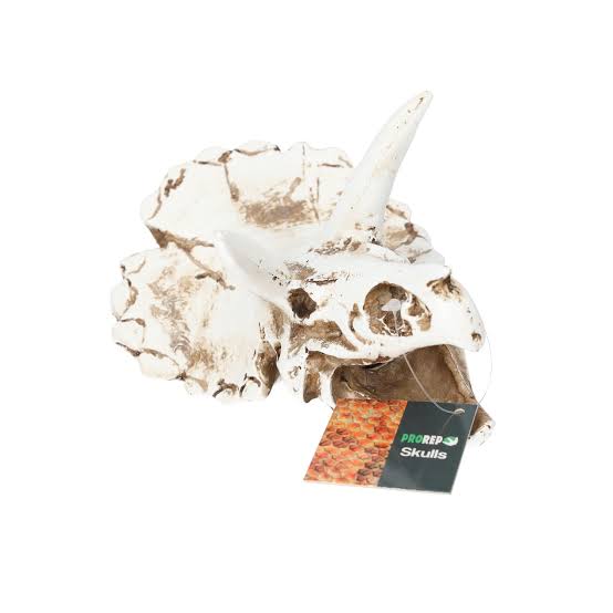 Prorep Triceratops Skull Pet Market